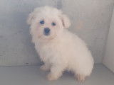 Chiots Bichon Maltais mâle de petit gabarit à vendre