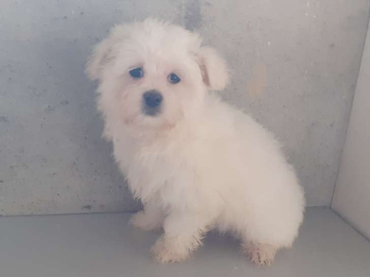 Chiots Bichon Maltais mâle de petit gabarit à vendre