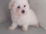 Chiots Bichon Maltais mâle de petit gabarit à vendre