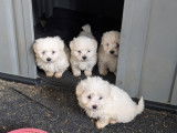 Chiots Bichon Maltais   à vendre