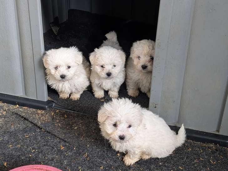 Chiots Bichon Maltais à vendre