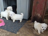 Chiots Bichon Maltais à vendre