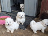 Chiots Bichon Maltais à vendre
