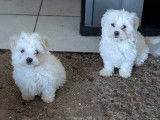 Chiots Bichon Maltais à vendre