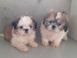 Chiots Shih Tzu femelles et mâles à vendre