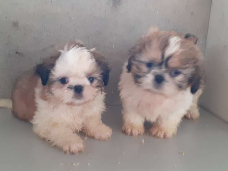 Chiots Shih Tzu femelles et mâles à vendre