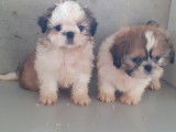 Chiots Shih Tzu femelles et mâles à vendre
