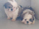 Chiots Shih Tzu femelles et mâles à vendre