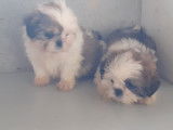 Chiots Shih Tzu femelles et mâles à vendre