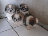 Chiots Shih Tzu femelles et mâles à vendre