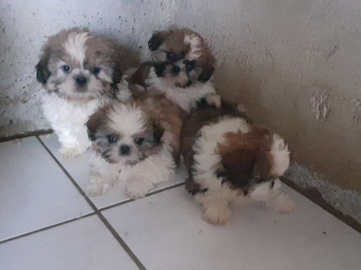 Chiots Shih Tzu femelles et mâles à vendre