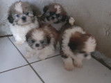 Chiots Shih Tzu femelles et mâles à vendre