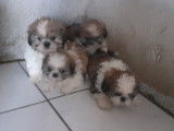 Chiots Shih Tzu femelles et mâles à vendre