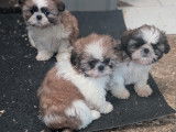 Chiots Shih Tzu femelles et mâles à vendre
