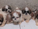 Chiots Shih Tzu femelles et mâles à vendre