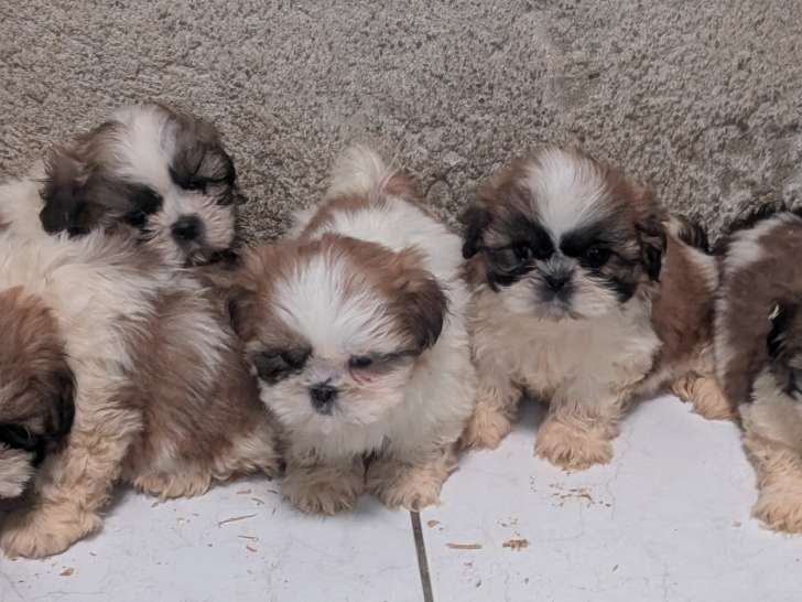 Chiots Shih Tzu femelles et mâles à vendre