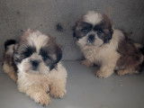 Chiots Shih Tzu femelles et mâles à vendre