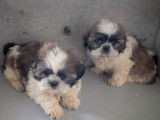 Chiots Shih Tzu femelles et mâles à vendre