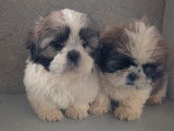 Chiots Shih Tzu femelles et mâles à vendre