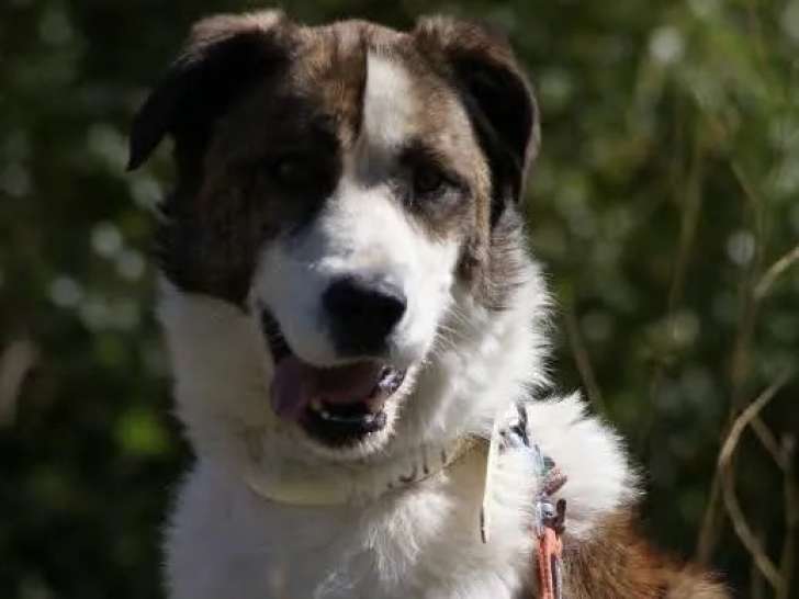 Chien de 4 ans prêt pour l’adoption