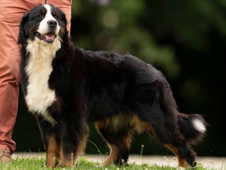 Chiots Bouvier Bernois à naître en décembre