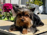 Adorables chiots Yorkshire Terrier à vendre