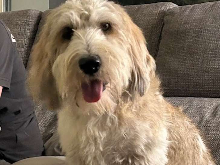 Uhlan, Petit Basset Griffon Vendéen à donner