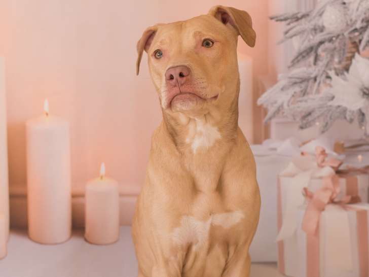 Jeune chienne Pitbull à vendre