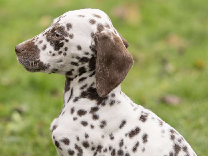 Femelle - April - 054