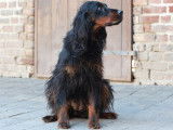 Chien adulte de race Setter Gordon à vendre