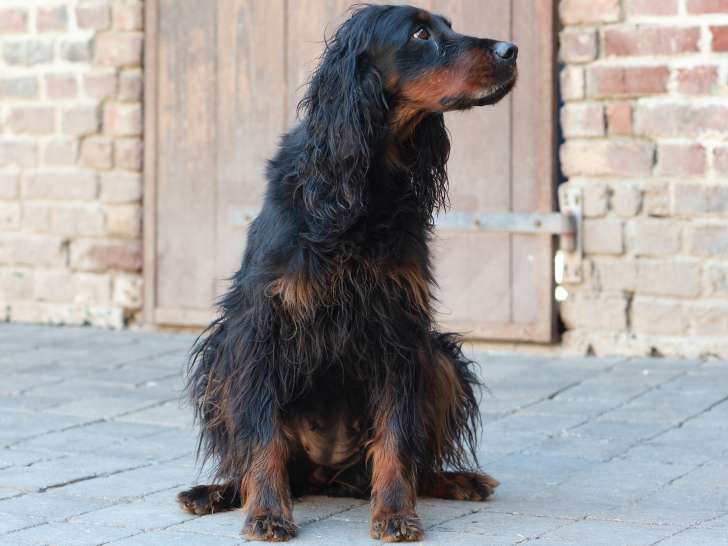 Chien adulte de race Setter Gordon à vendre
