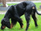 Chien adulte de race Setter Gordon à vendre