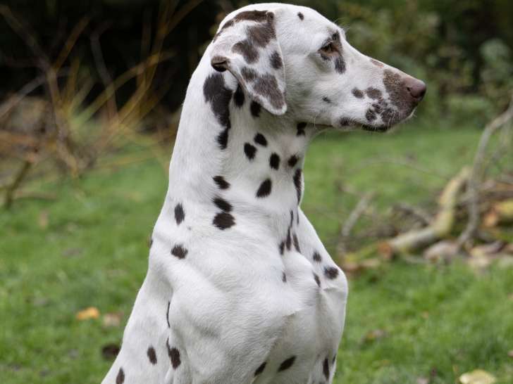 Chien adulte de race Dalmatien Mâle à vendre