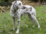 Chien adulte de race Dalmatien Mâle à vendre