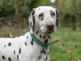 Chien adulte de race Dalmatien Mâle à vendre