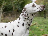 Mâle Dalmatien disponible pour saillie