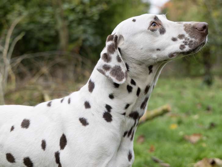 Mâle Dalmatien disponible pour saillie
