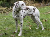 Mâle Dalmatien disponible pour saillie
