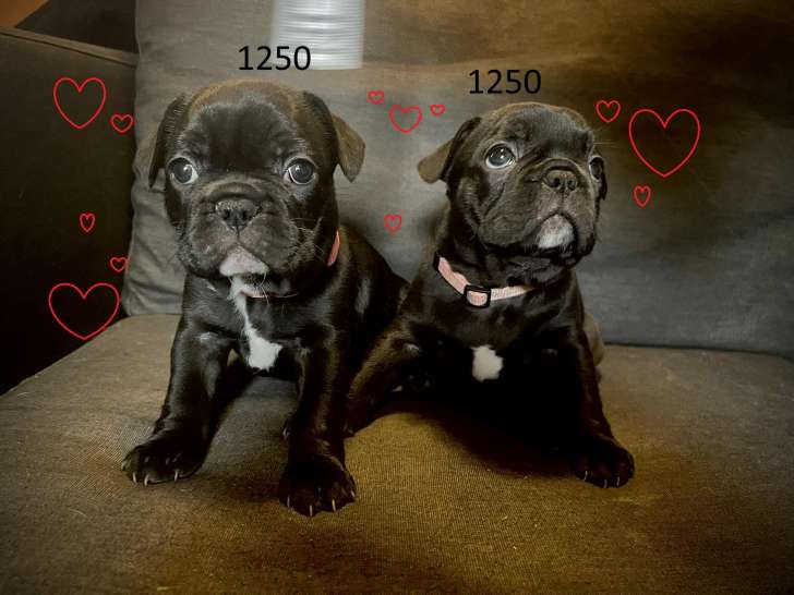 2 chiot femelles Bouledogue Français à vendre