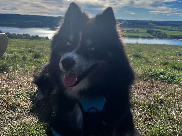 Mâle Pomsky disponible pour saillie