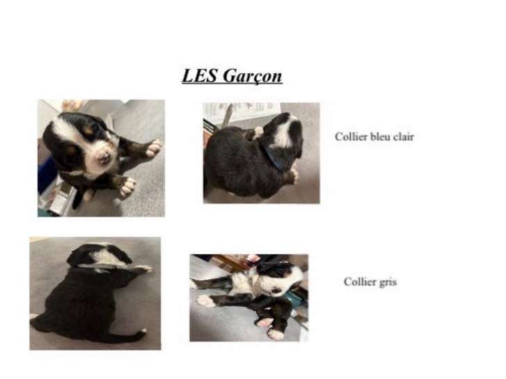 Chiots Bouviers Bernois à vendre