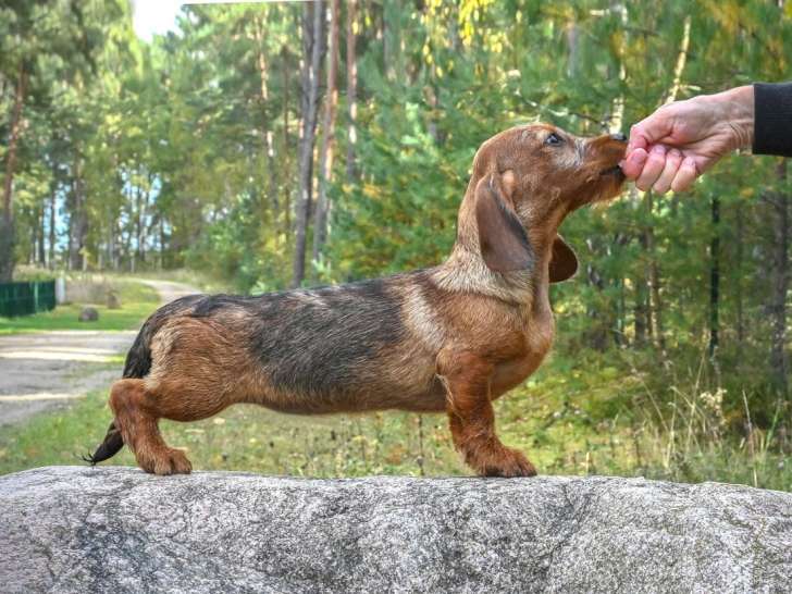 Chiots à Teckel à poil dur standard à naître