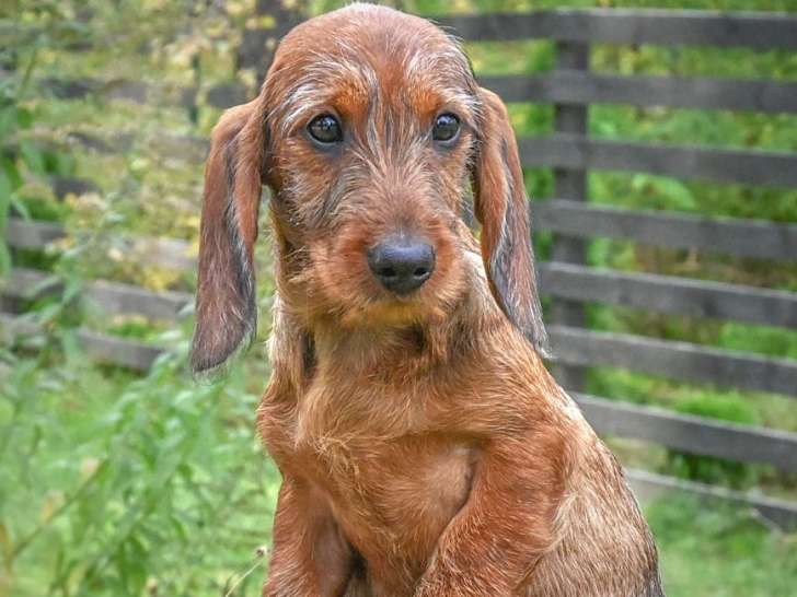 Petite femelle à Teckel à poil dur standard à vendre