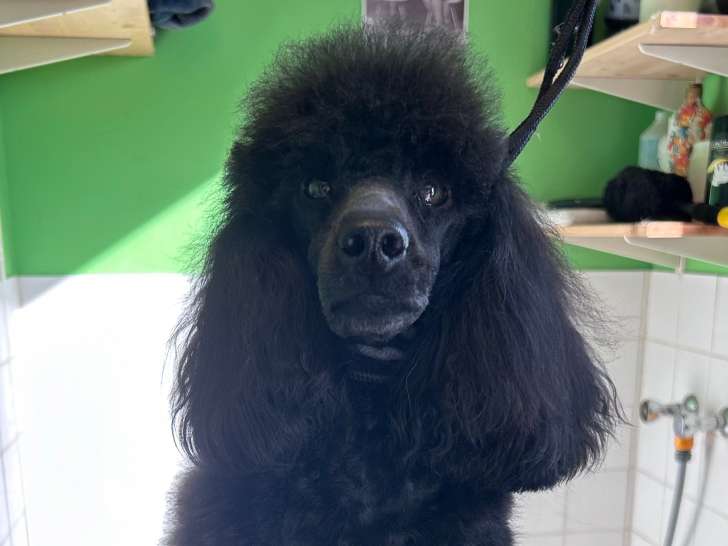 Chienne adulte de race Caniche à vendre