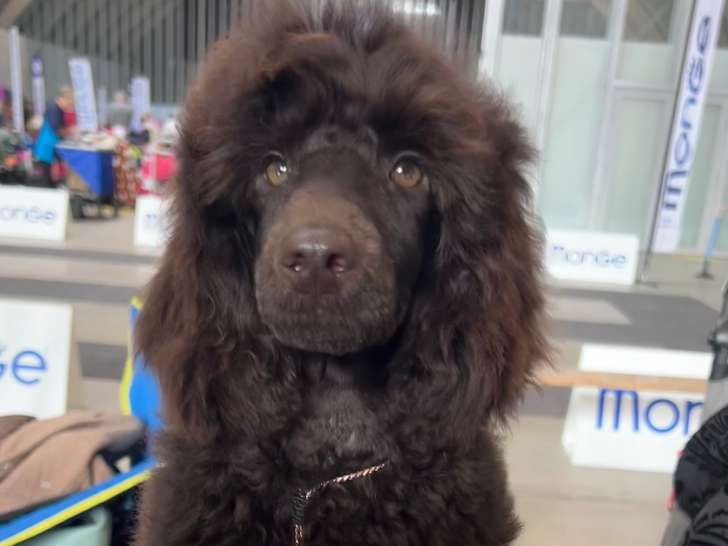 Chiot de race Caniche à vendre