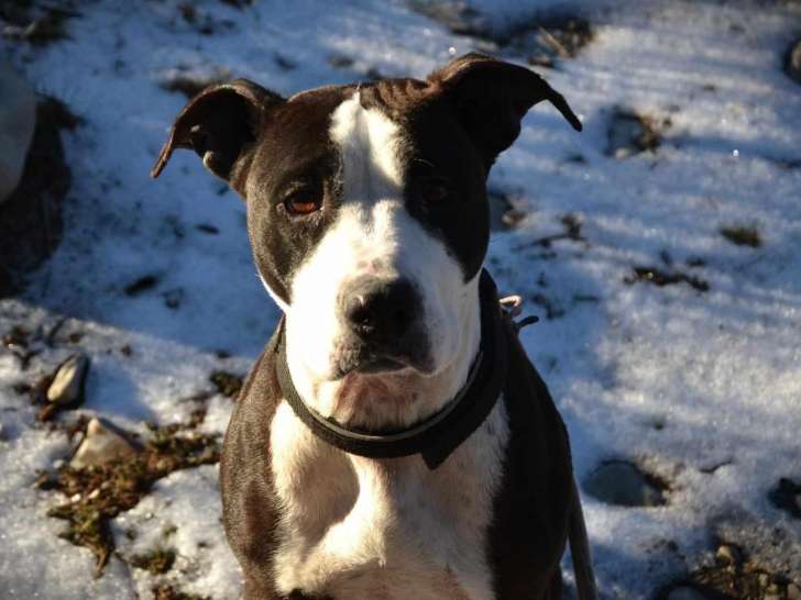 Chienne Staffordshire Américain Terrier de 7 ans à accueillir