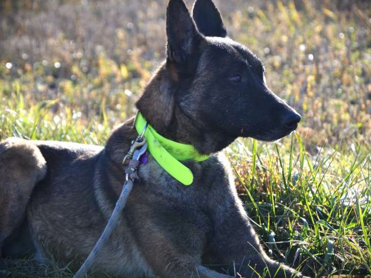 Chien Berger Malinois fauve charbonné en quête d’une famille