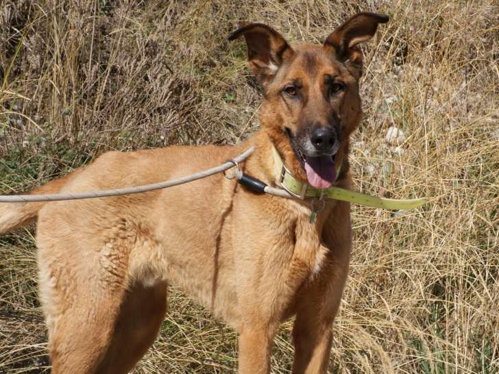 Adoption disponible : chien âgé de 8 ans