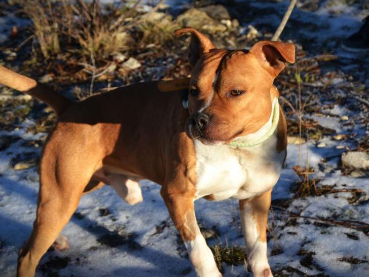 À adopter, chien Staffordshire Américain Terrier fauve et blanc