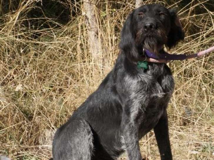 Disponible à l'adoption, chien noir avec marque blanche